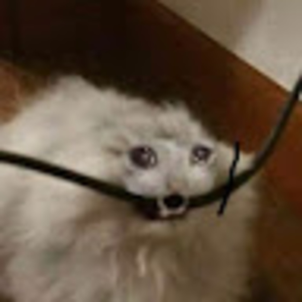 Meet your Posher, Maia